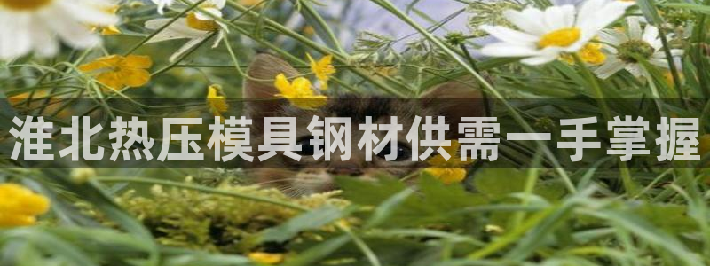 易倍申怎么样